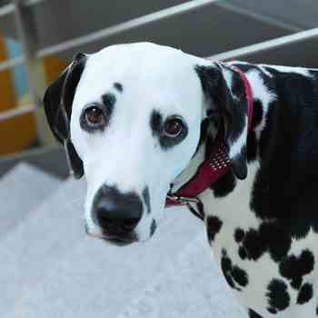 Team Geschäftsleitung